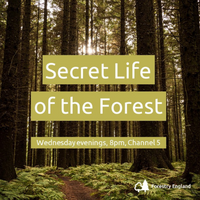 Secret Life of the Forest at Dalby