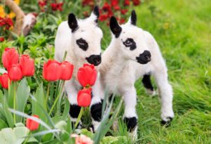 Bocketts Farm Lambs