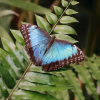 butterfly farm symonds yat