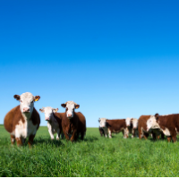 Hereford cattle