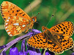 butterflies herefordshire