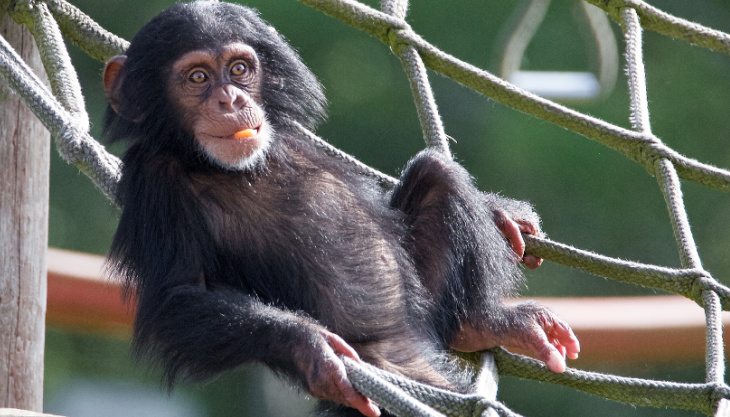 Halloween half term at Monkey World