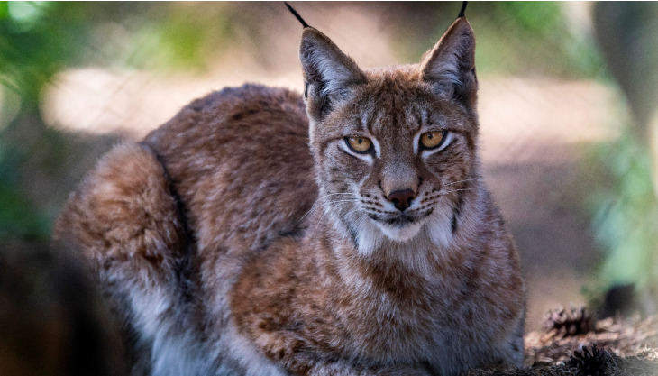 Lynx at New Forest Wildlife Park