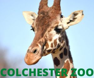 Colchester zoo
