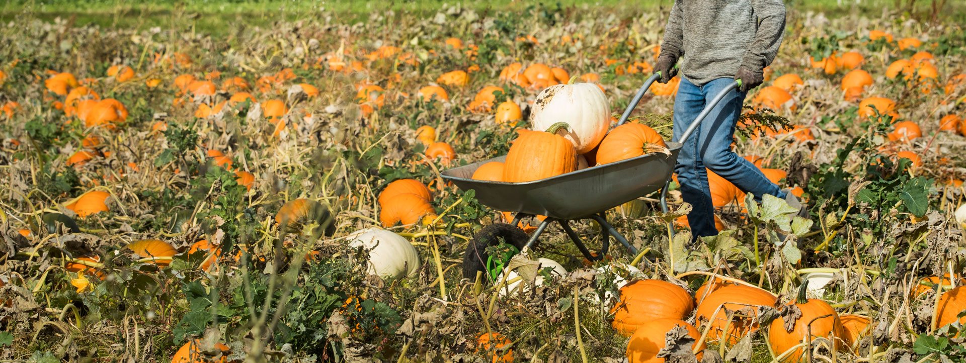 Spilman Farming PYO Pumpkin Fest