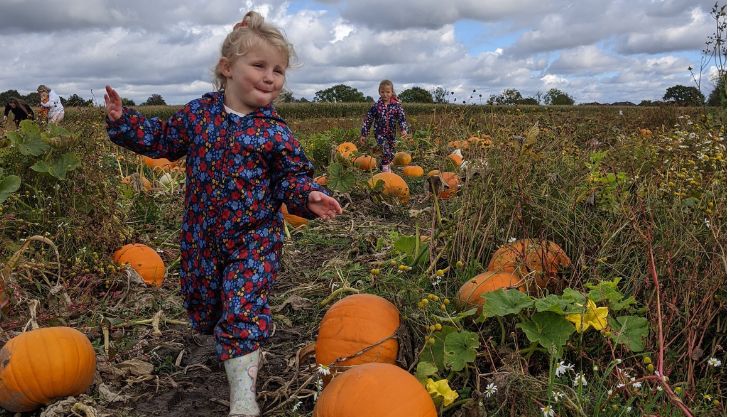Pumpkin Patch at the Farm, Tatton Park