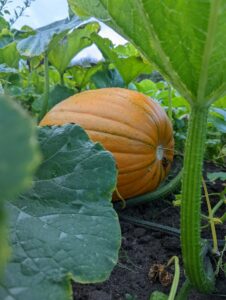 pumpkin picking 