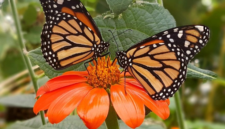 Spooky Half Term at the Butterfly Farm