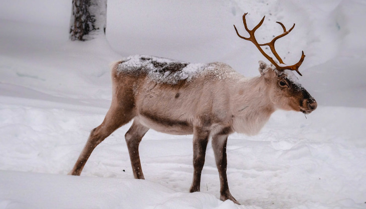 Meet Santa’s Reindeer at Preston Park Museum