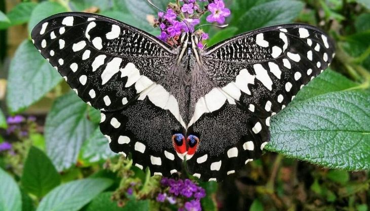 Christmas at Stratford Butterfly Farm