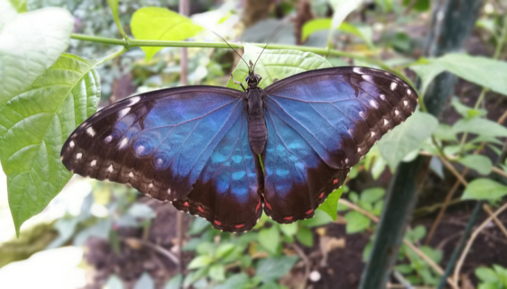 Stratford Butterfly Farm – Easter Activities
