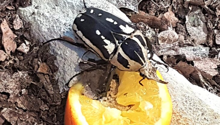 May Half Term at the Butterfly Farm