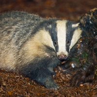 Dark Skies Festival Activities with Tees Valley Wildlife Trust