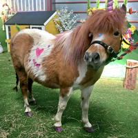 Unicorn Party at Adventure Valley
