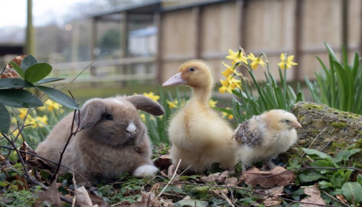 Hello Spring: The Easter Holidays at Godstone Farm