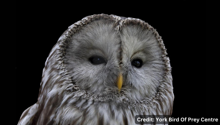 York Bird of Prey Centre