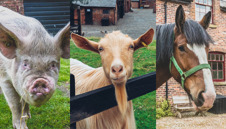 Animal Adoption Launch Weekend at Tatton Park