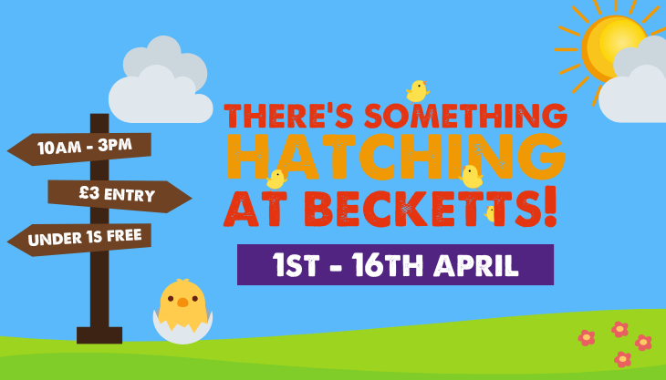There’s Something Hatching at Becketts Farm