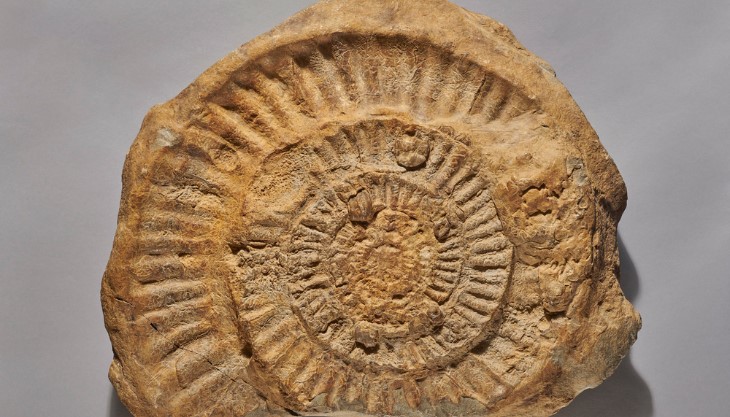 fossils and folklore at the herbert