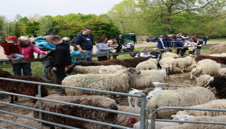 Fleecy Frolics Lambing Weekend at Merrist Wood!