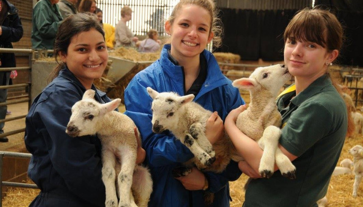 Easter Lambing at Whirlow Hall Farm