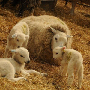 Easter Lambing