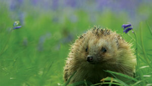 British Wildlife Centre Hedgehog. 
