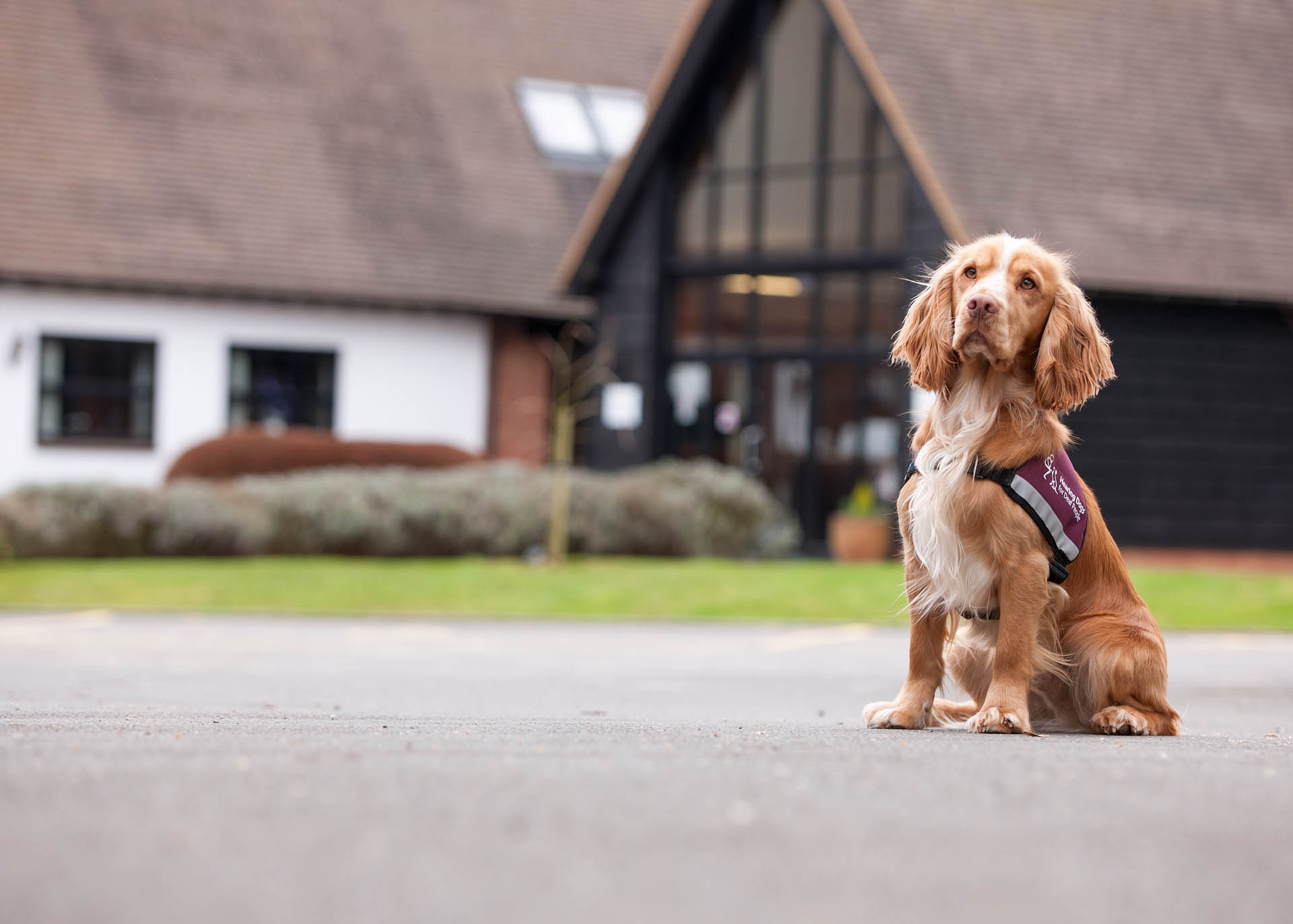 Hearing Dogs for Deaf People Tour