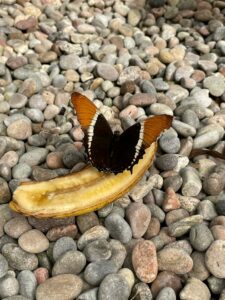 stratford butterfly farm - easter 