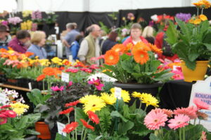 Suffolk show flowers