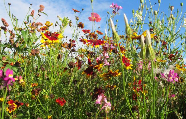 Marvellous Meadows