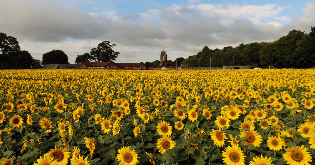 Becketts Farm Sunflower Field Display