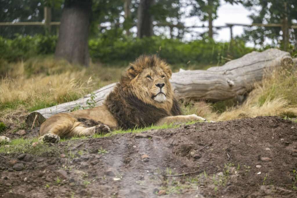 New Lion Habitat at WMSP. 