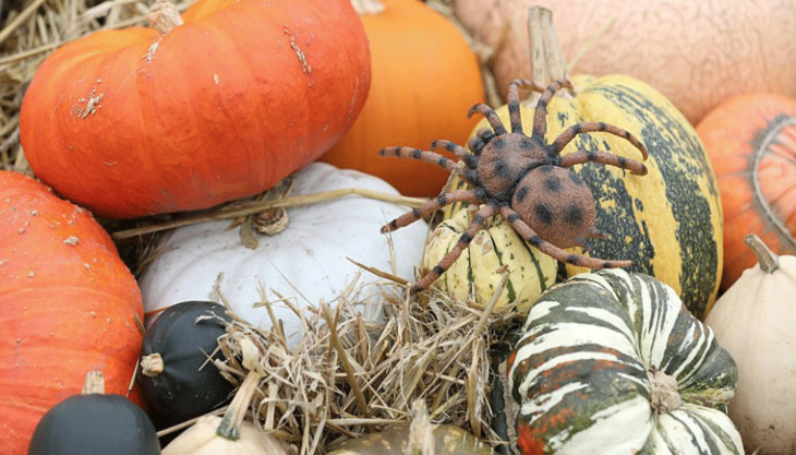 Spooky Halloween trail at RHS Garden Wisley