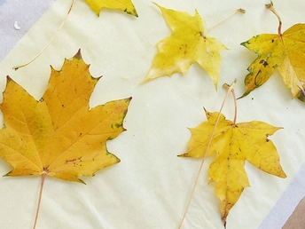 Kids Workshops Autumn Leaves and Lanterns