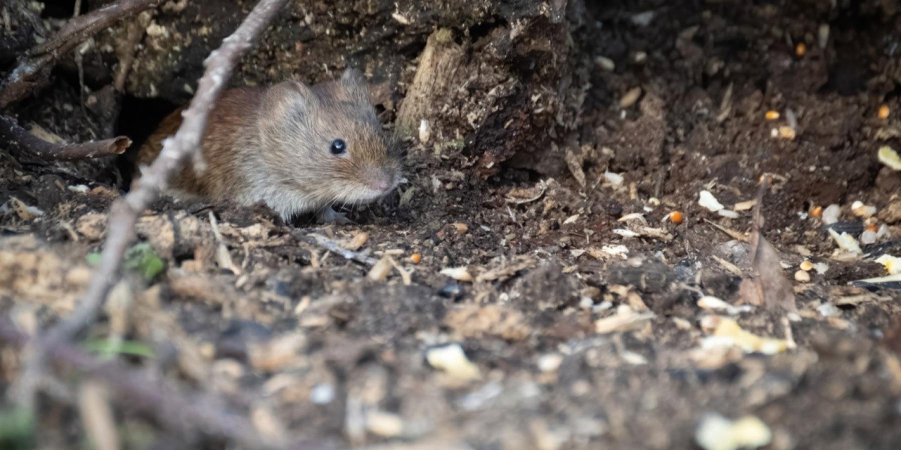 Mousehunt Pulborough Brooks