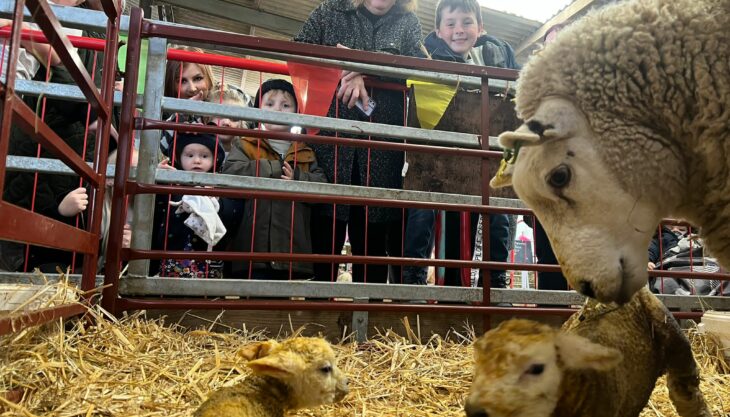 Lambs & Ewe Event At Lower Drayton Farm 2024