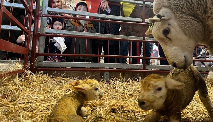 Families watching lambs and sheep at Lower Drayton Farm