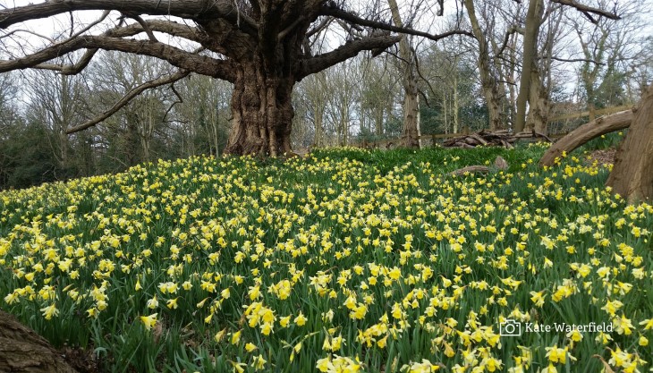 Warley Place Spring Bulbs Spectacular