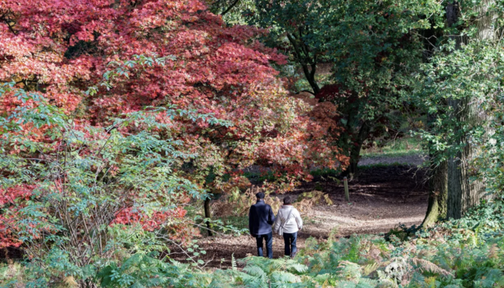 Forest Bathing at Winkworth Arboretum