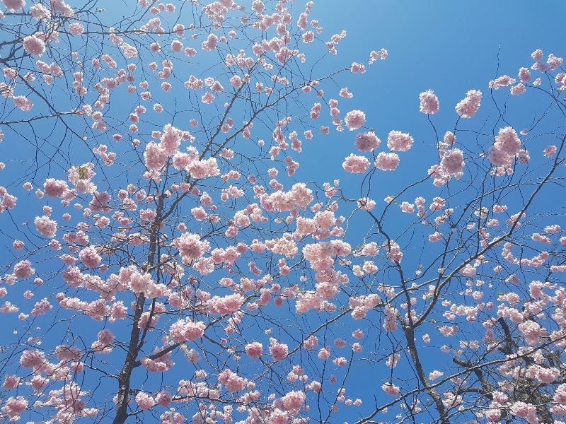 Blossom Week: ‘The Trees Have Spoken’
