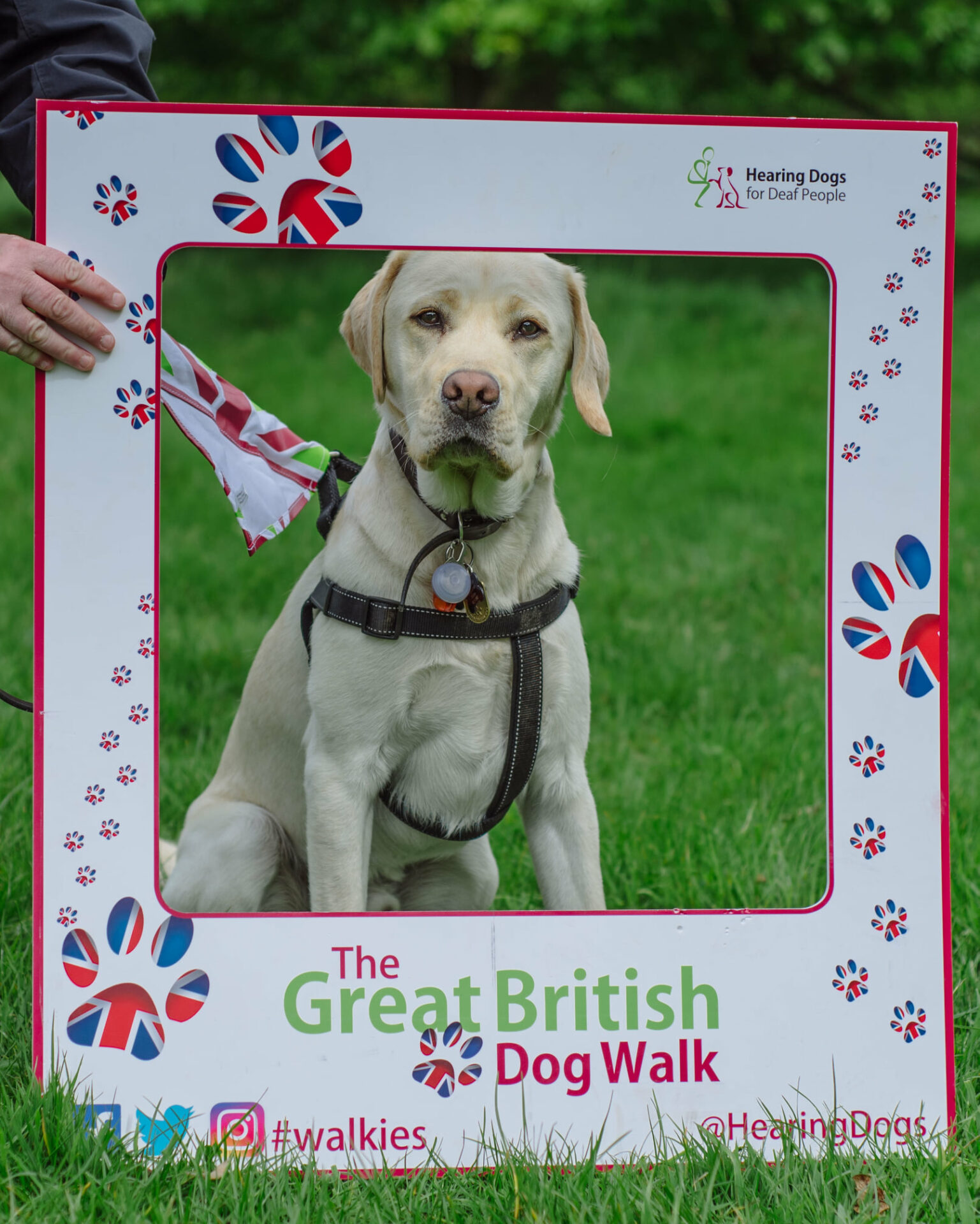 Sponsored walk for Hearing Dogs for Deaf People – Lyme Park, Cheshire – The Great British Dog Walk