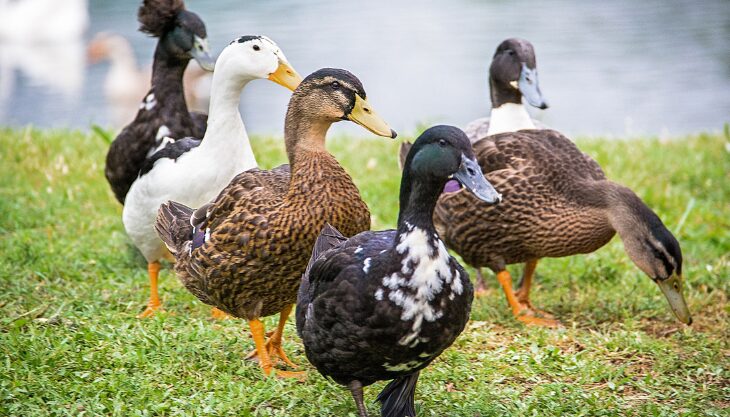 Duck Herding at Eastnor Castle