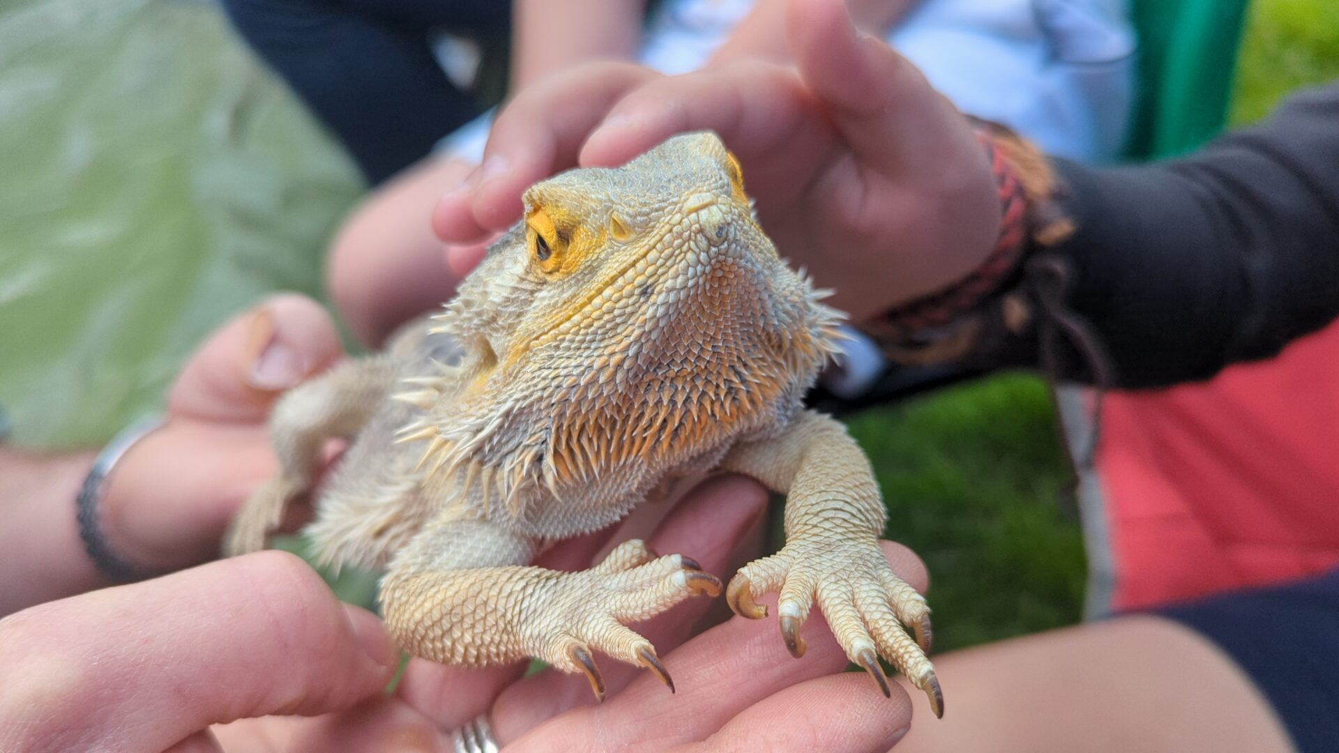 Close Encounters with Mini Creatures at Kinetic Adventure Discovery Centre