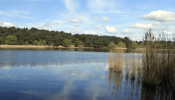 Free Outdoor Theatre – Frensham Little Pond