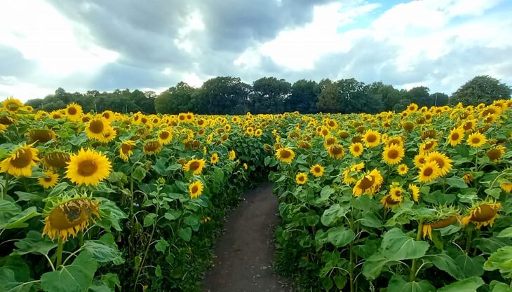 Visit the Sunflowers at Becketts Farm