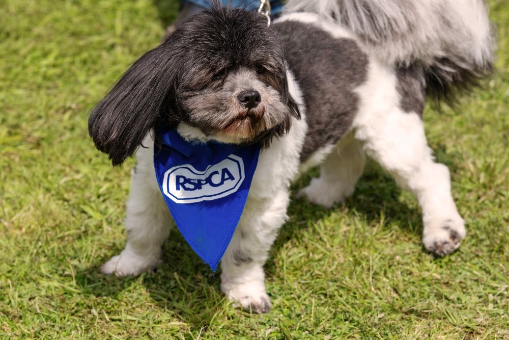 RSPCA Open Day & Fun Dog show 2024