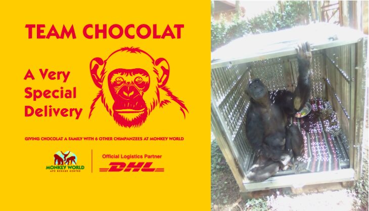 Chocolat on her way to her new home at Monkey World in Dorset