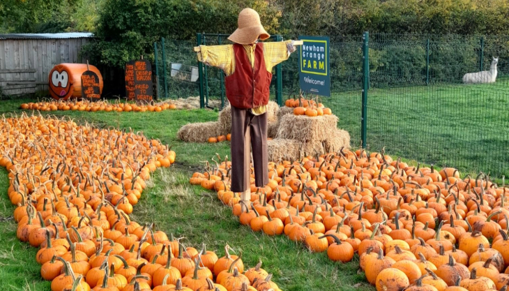 Pumpkin picking and carving plus arts and crafts!