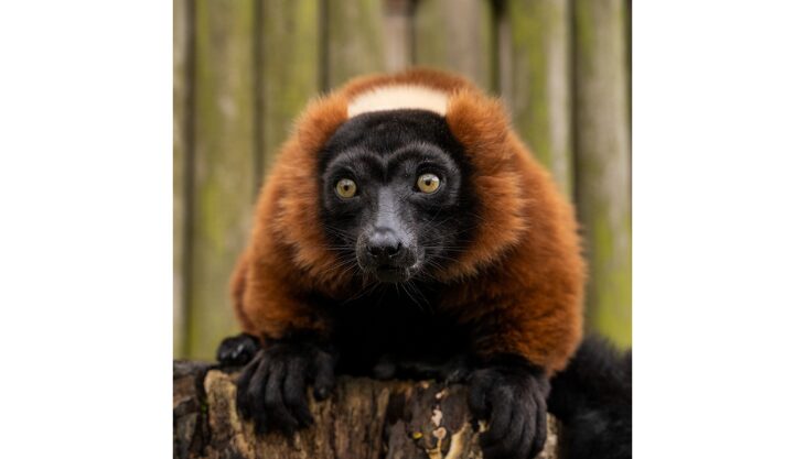 Lemur Weekend at Hertfordshire Zoo